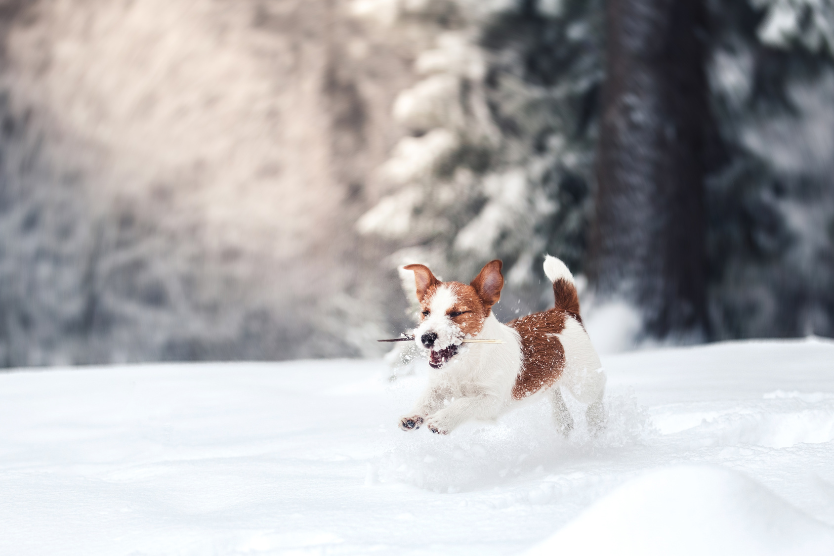 Hund im Schnee | © annaav - fotolia.com