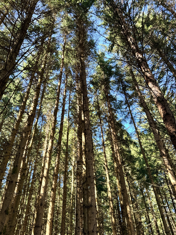 Wald | © Lerch Genusswelten