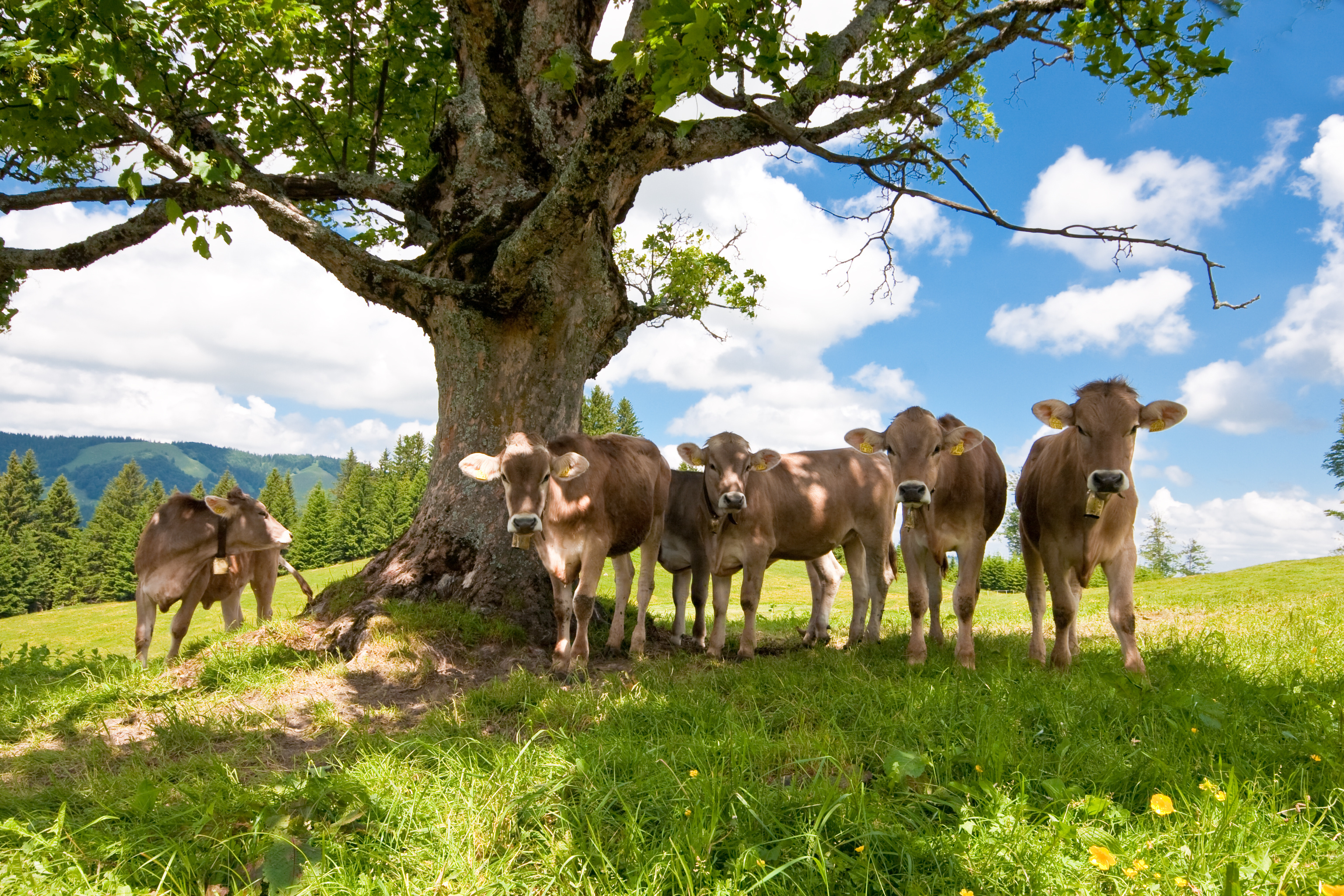 Allgäuer Kühe | © Jan Schuler - Fotolia.com