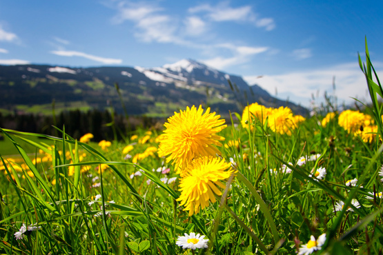 Allgäuer Landschaft mit Löwenzahn | © Stefan Schmid