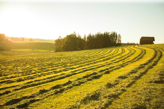 Feld bei Lengenwang | © Christoph Jorda