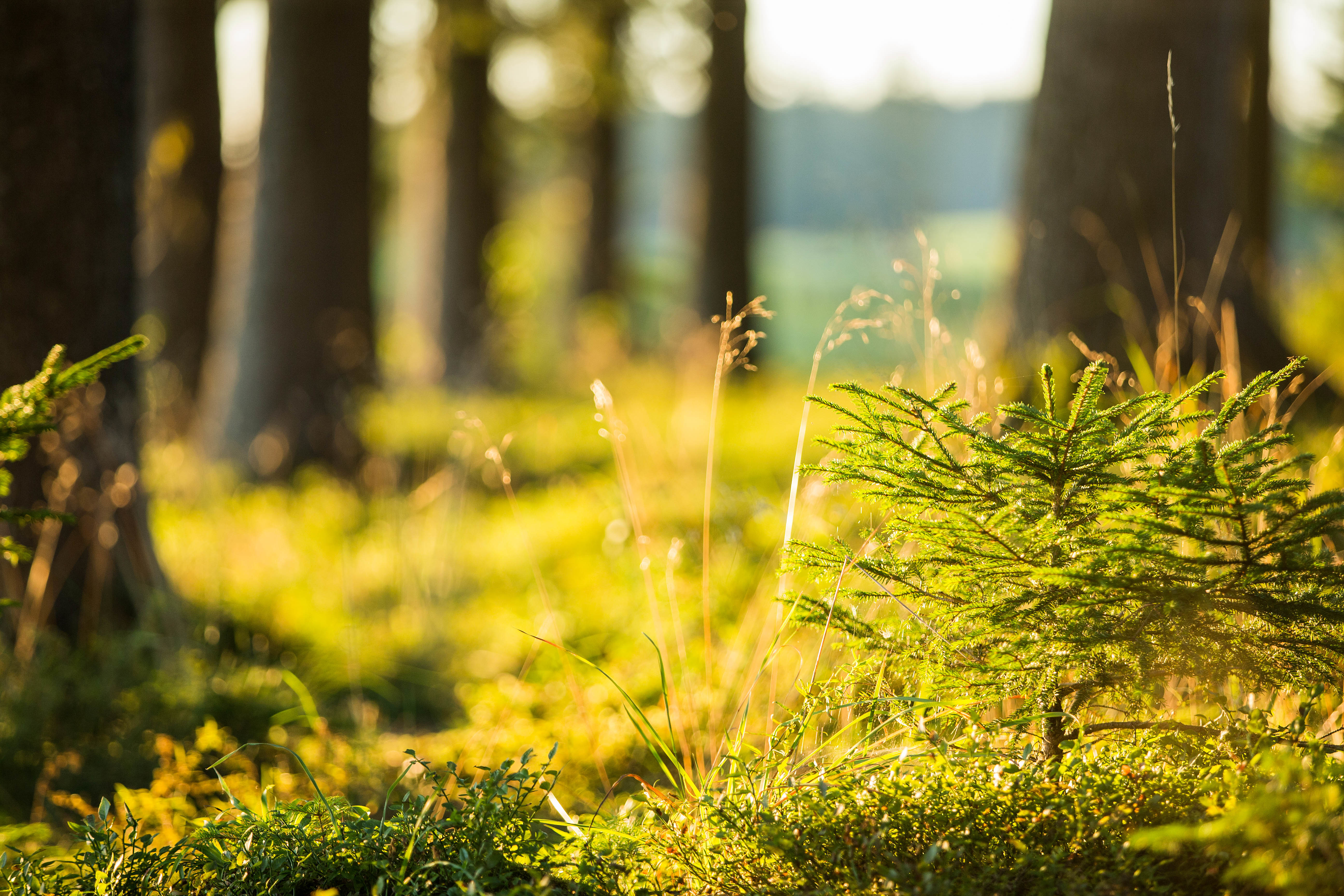 Wald bei Lengenwang | © Christoph Jorda