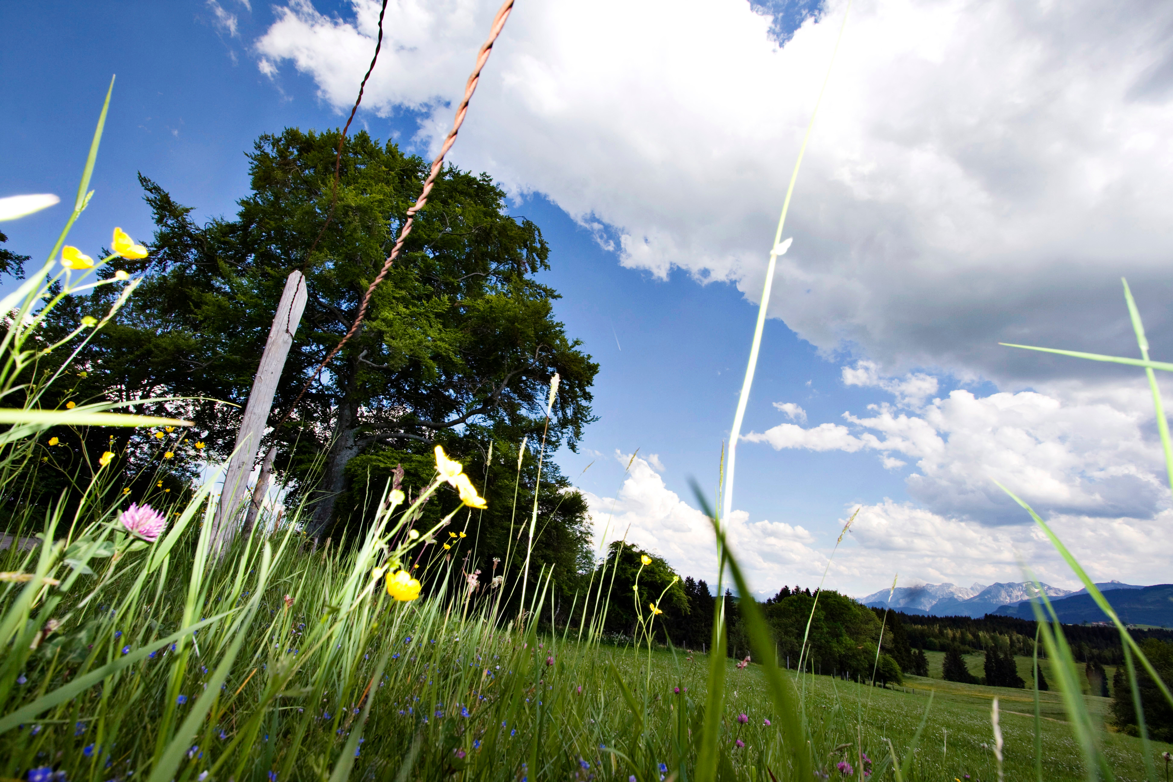 Frühlingswiese rund um Marktoberdorf | © Sabrina Schindzielorz