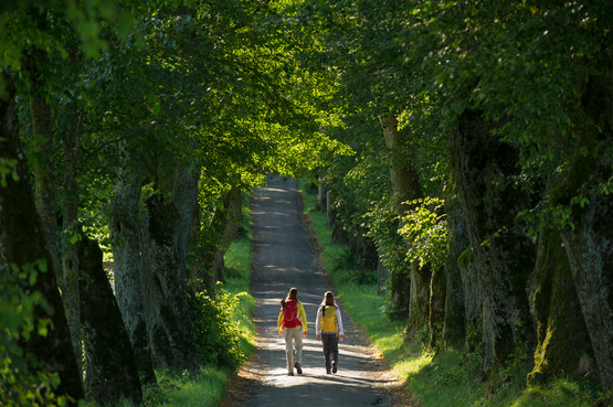 Wandertrilogie Allgäu - Lindenallee | © Allgäu GmbH