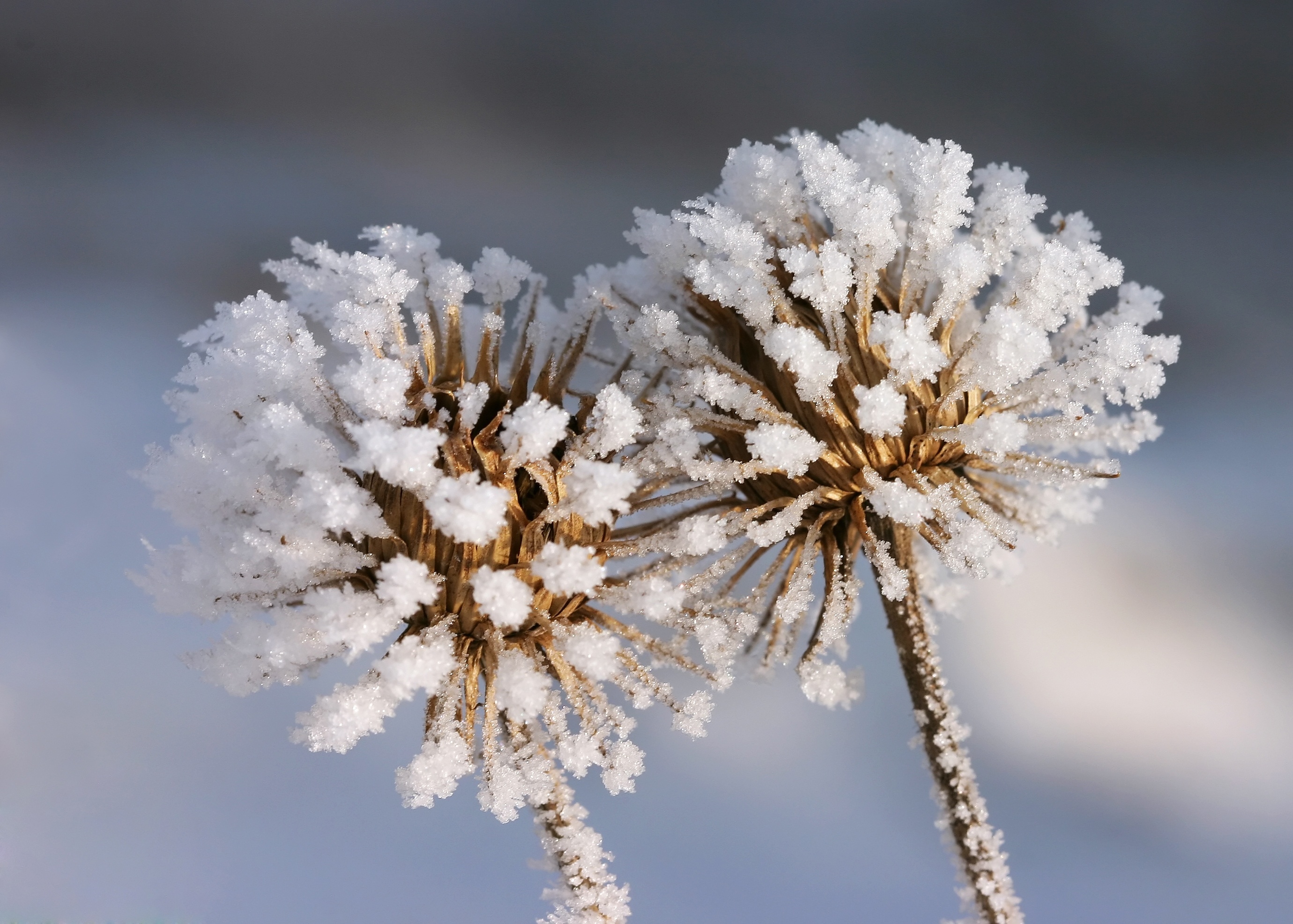 Vereister Löwenzahn | © Jaroslav Machacek - fotolia.com